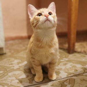 junger roter Kater, kurzhaarig, sitzt auf dem Boden, schaut nach oben