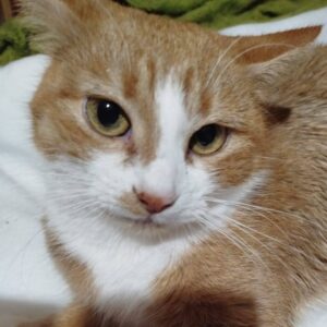 rot-weiße katze, rote katze mit weiß