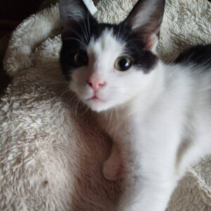 schwarz-weiße Katze, Kitten schwarz-weiß