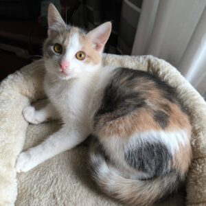 dreifarbige Kurzhaarkatze liegt in beigen Körbchen und schaut nach oben