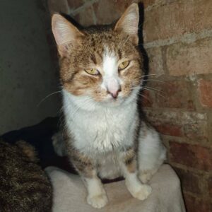 Tabby Kater sitzt schaut in die Kamera