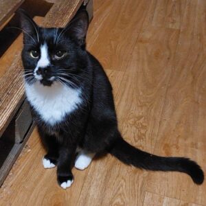schwarz-weiße Katze, weiße Pfoten, weißer Kragen, weißer Fleck über der Nase, sonst schwarz, sitzt auf Laminatfußboden
