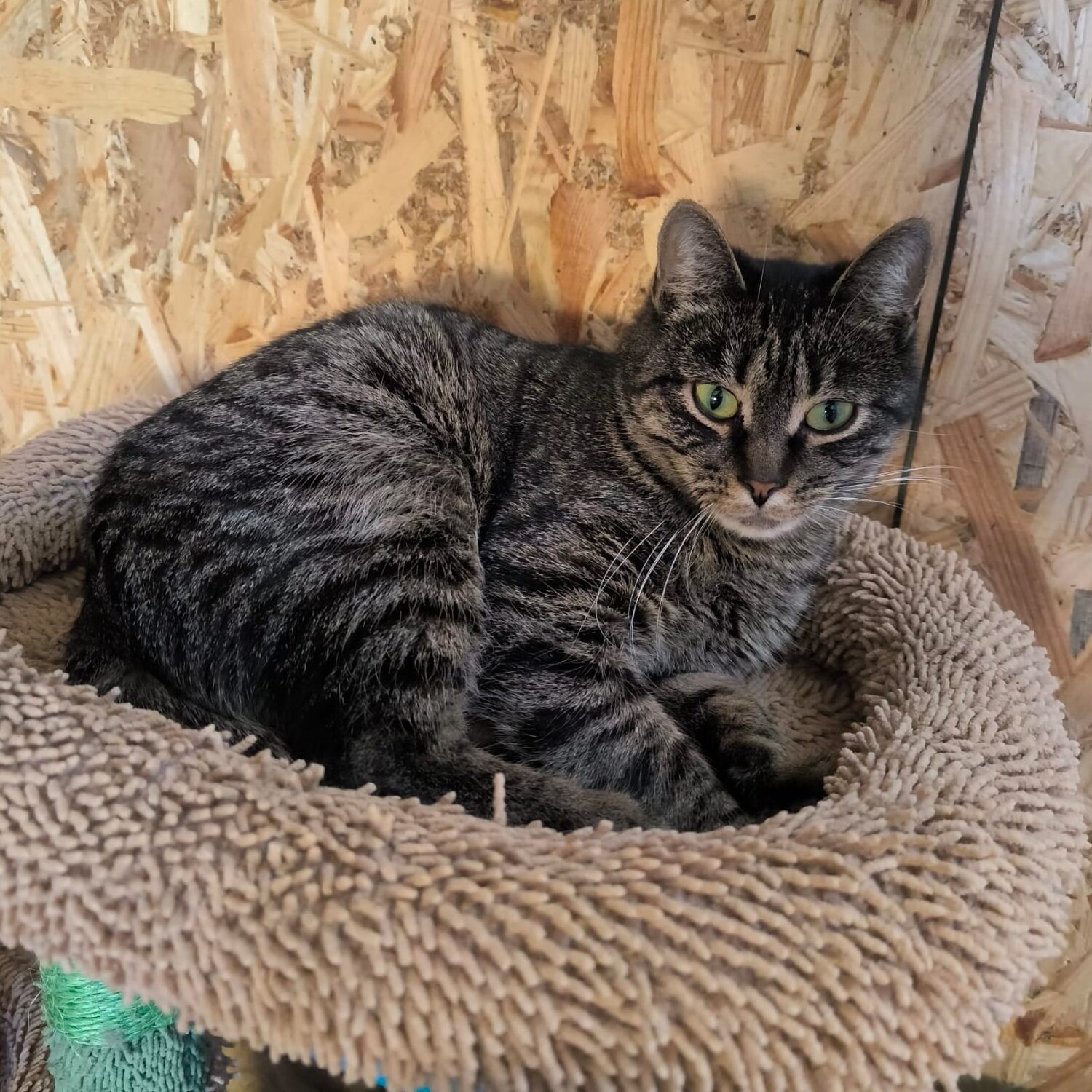 Read more about the article Athena