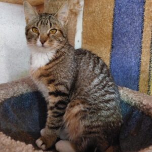 grau braun getigerte Katze mit weißer Brust schaut in Kamera