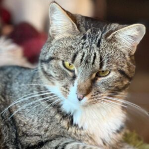 tabby mit weiß, liegt auf Bettchen