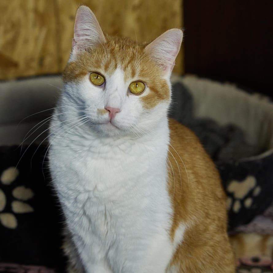 Read more about the article Deon