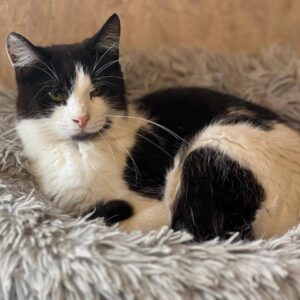 schwarz weiße Kurzhaarkatze liegt in grauem Flauschkissen