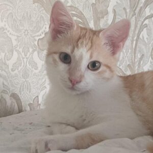 weiß orange getigerte Kurzhaarkatze