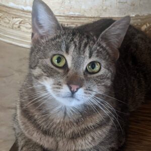 grau getigerte Kurzhaarkatze mit weißem Maul schaut in Kamera