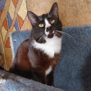 schwarz weiße Kurzhaarkatze schaut nach oben