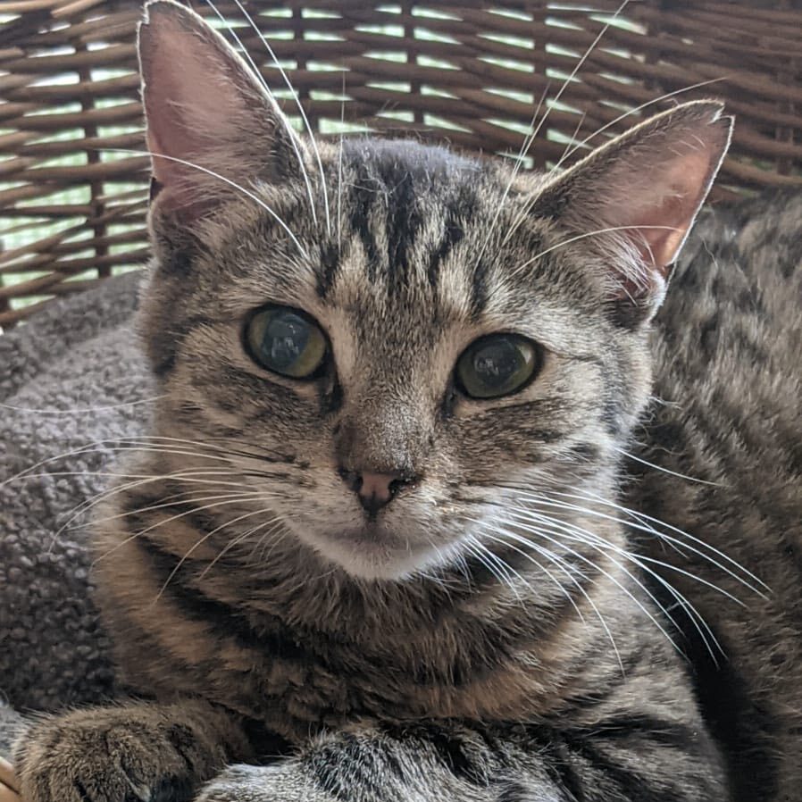 Read more about the article Miyu