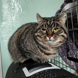 große schwere braun getigerte Kurzhaarkatze sitzt auf Transportkorb