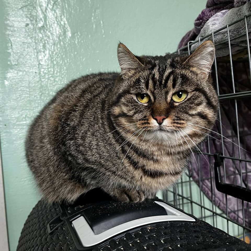 Read more about the article Nyusha