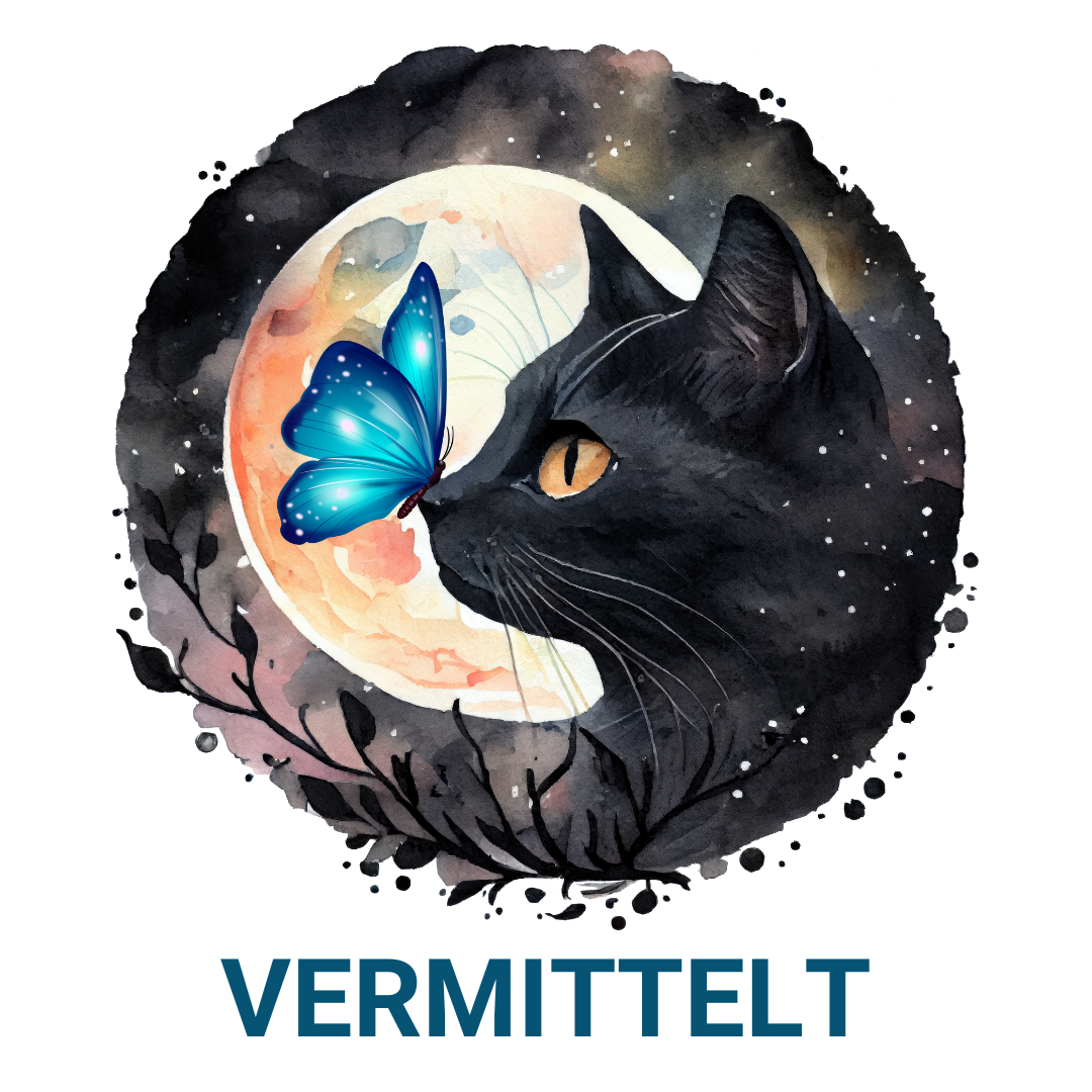 Schwarze Katze mit blauem Schmetterling auf der Nase. Unterhalb steht der Text "VERMITTELT"