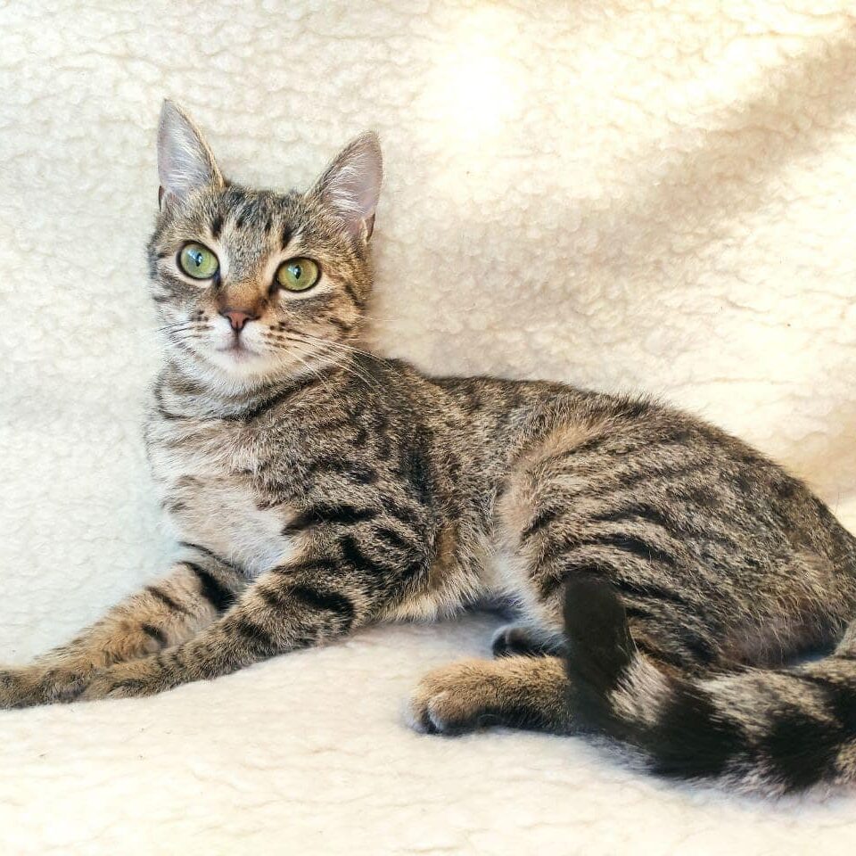 Read more about the article Aza