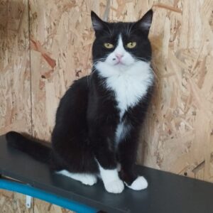 schwarz weiße Katze mit kleinem schwarzen Punkt an der Nase sitzt auf schwarzem Holzbrett