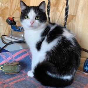 schwarz weiß gefleckte Katze sind auf dunkelblauer Decke mit einer Spielmaus und schaut in Kamera