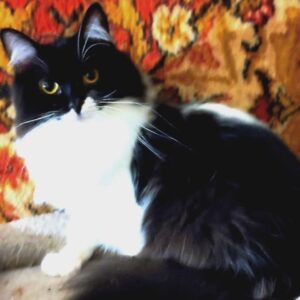 schwarz-weiße langhaarige Katze, überrwiegend schwarzer Kopf, vor einer rot-gelb geblümten Wand