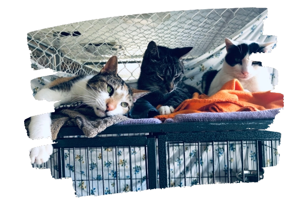Katzen warten im Shelter auf ihre Ausreise