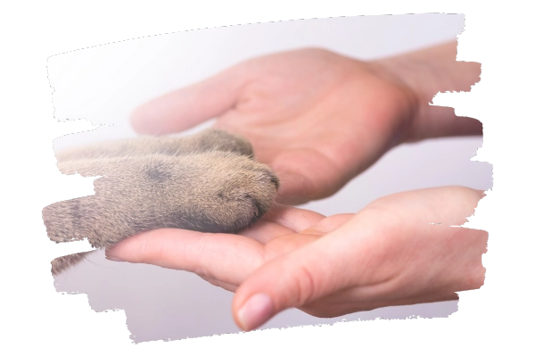 Katzenpfote liegt in Menschenhand