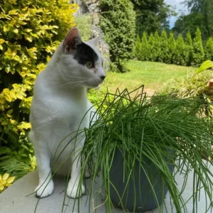 Weiße Katze mit dunklen Flecken sitzt auf einem Gartentisch, im Hintergrund eine grüne Wiese und eine bl+hende Hecke, im Vorderung ein Topf Schnittlauch