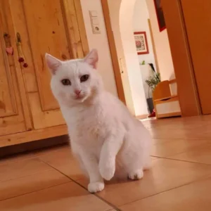 Weiße Katze sitzt auf einem gefliesten Boden und hebt eine Pfote an