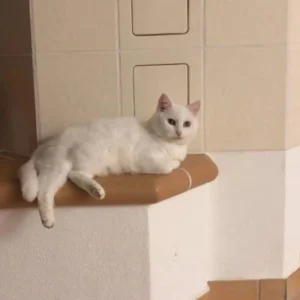 Weiße Katze liegt etnspannt vor einem Kachelofen