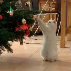 Weiße Katze spielt mit Kugeln am Christbaum