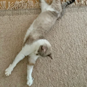 Weiß-graue Katze räkelt sich gemüßlich auf einem hellen Teppich