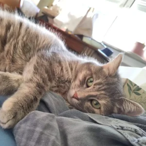 Grau-getigerte Katze liegt entspannt in weochen Decken