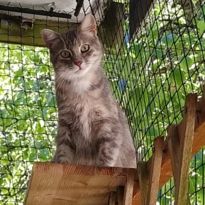 Grau-getigerte Katze sitzt auf einem Holzbaum im Freigehege und schaut in die Kamera