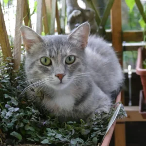 Graue Katze liegt in grünen Pflanzen