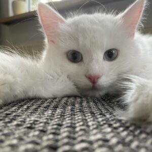 Weiße Katze schaut verspielt in Nahaufnahme in die Kamera