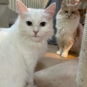 Weiße Katze im Vordergrund, karamellfarbene Katze mit weiß im Hintergrund