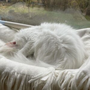 Weisse Katze schäft in einem kuscheligen Körbchen