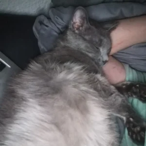 Graue Katze schläft verschmust