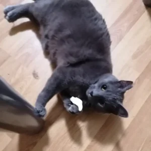 Graue Katze liegt verspielt auf einem Holzboden und hält etwas Weißes in der Pfote