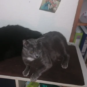 Graue Katze liegt neben einer schwarzen Katze auf einer Plattform