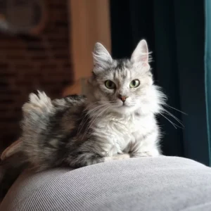 Hellgraue Katze sitzt entspannt auf einer Sofalehne und schaut in die Kamera