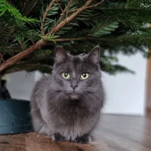 Dunkelgraue Katze sitzt in der Wohnung unter einem Weihnachtsbaum