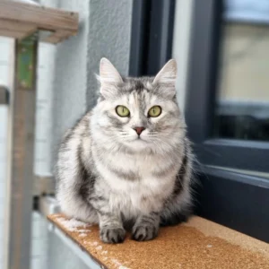 Hellgraue Katze sitzt auf dem Fensterbrett und schaut interessiert in die Kamera
