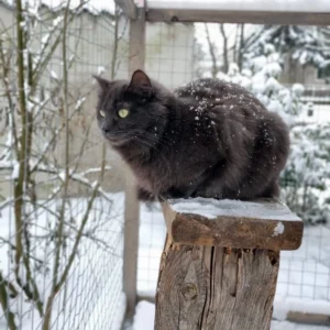 Dunkelgraue Katze sitzt bei Schnee im Winter im Freigehege und beobachtet die Umgebung