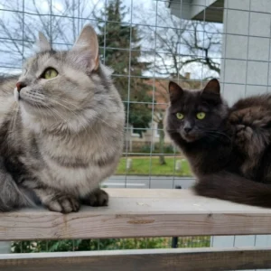 Hellgraue und dunkelgraue Katze sitzen entspannt im Freigehege