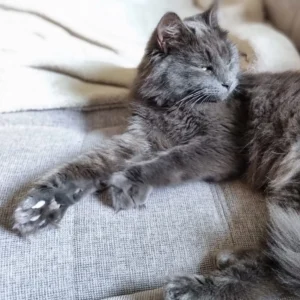 Graue Katze kuschelt in der Sonne auf einem Sofa