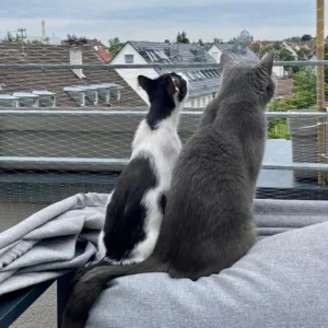 Schwarz-weißer Kater und ein grauer, kräftiger Kater sitzen auf einem vernetzten Balkon und schauen ins Weite