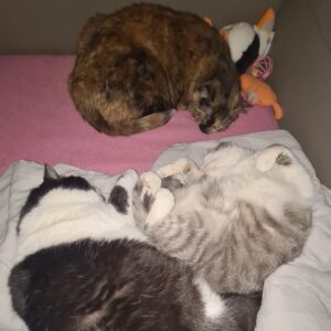 Drei Katzen schlafen eingerollt auf einem Bett
