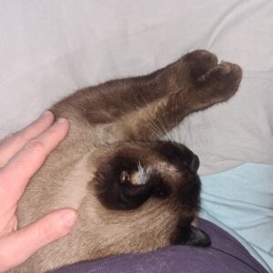 Katze wird im Bett gestreichelt