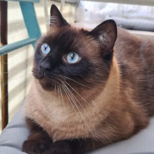 Katze mit blauen Augen schaut schräg an der Kamera vorbei