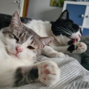 Zwei Katzen putzen sich entspannt auf dem Bett oder Sofa liegend