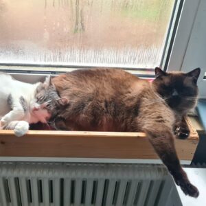 Zwei Katzen schlafen entspannt auf der Fensterbank